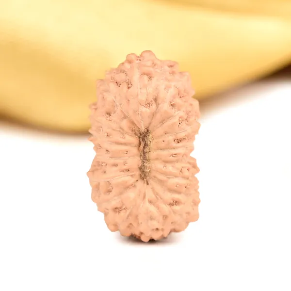 17_Mukhi_From_Java_Indonesia_Clxii