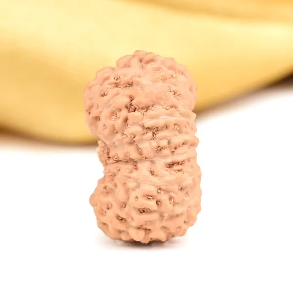 17_Mukhi_From_Java_Indonesia_Clxii