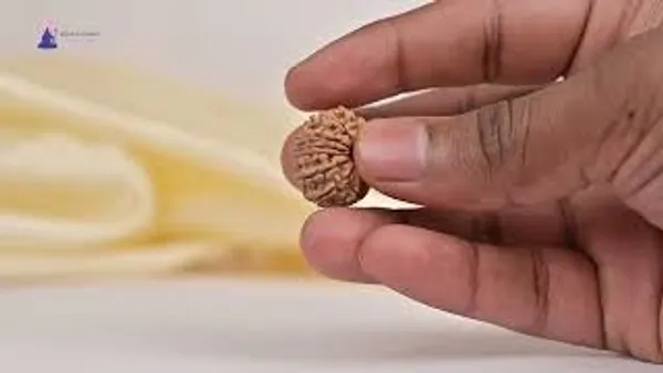 14_Mukhi_From_Nepal_Tiny_Xlvi
