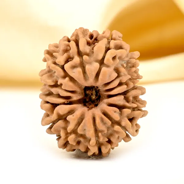 14_Mukhi_From_Nepal_Tiny_Xlvi