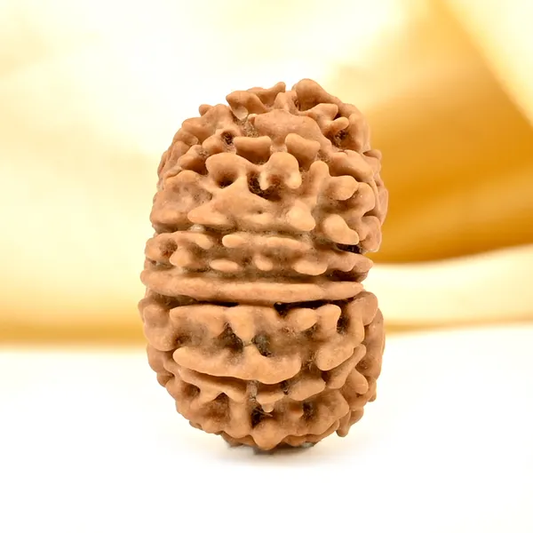 14_Mukhi_From_Nepal_Tiny_Xlvi