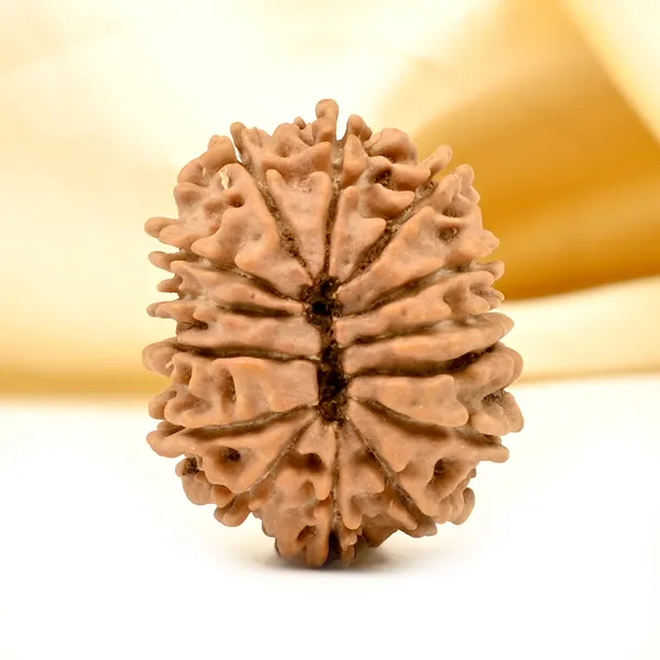 14_Mukhi_From_Nepal_Tiny_Xlvi