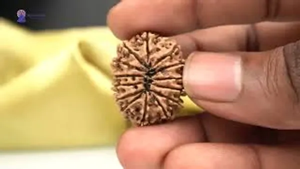 14_Mukhi_From_Nepal_Ccxxxvii