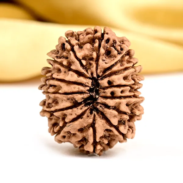 14_Mukhi_From_Nepal_Ccxxxvii