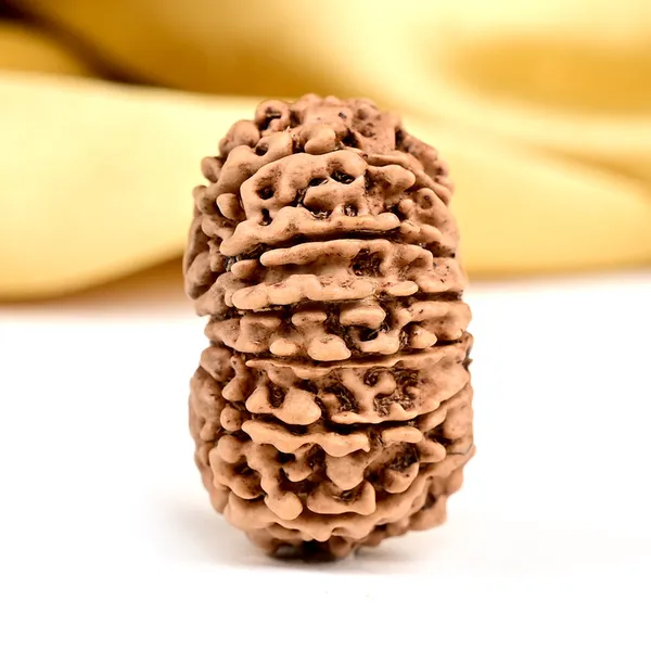 14_Mukhi_From_Nepal_Ccxxxvii