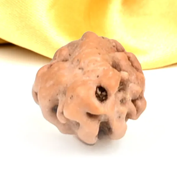 1_Mukhi_From_Java_Indonesia_Large_Lxxiii