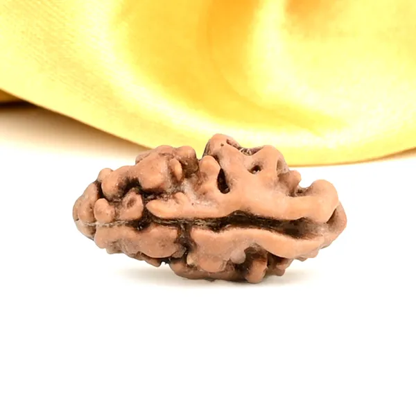 1_Mukhi_From_Java_Indonesia_Large_Lxxiii