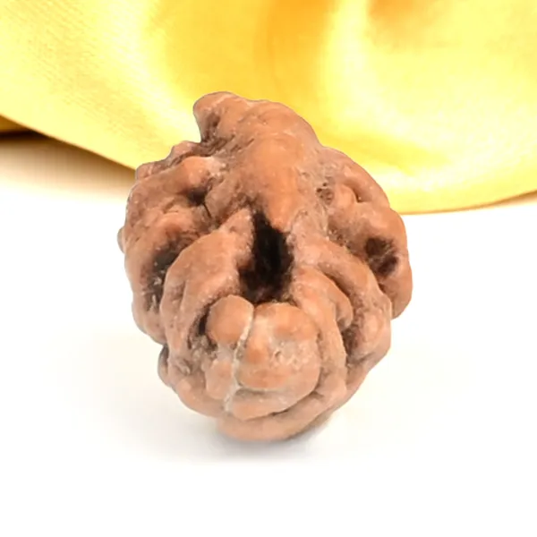 1_Mukhi_From_Java_Indonesia_Large_Lxxiii
