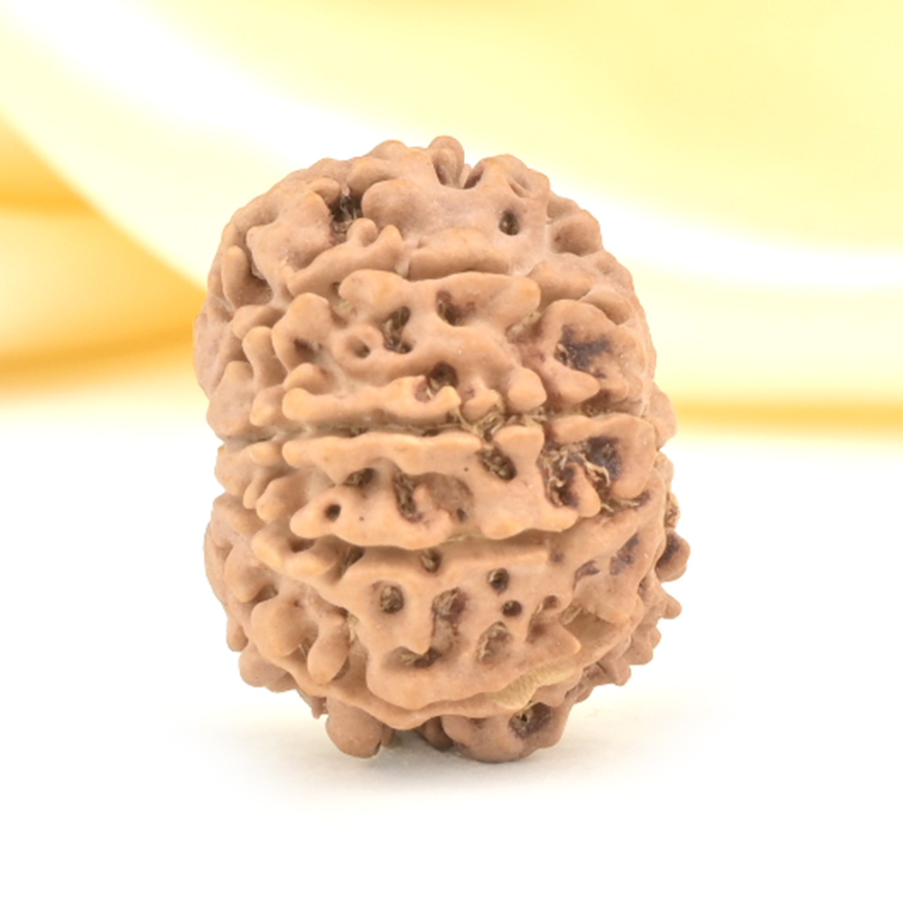 10_Mukhi_From_Nepal_Small_Cdlviii