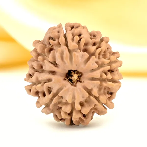 10_Mukhi_From_Nepal_Small_Cdlviii