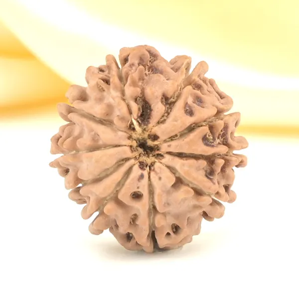 10_Mukhi_From_Nepal_Small_Cdlviii