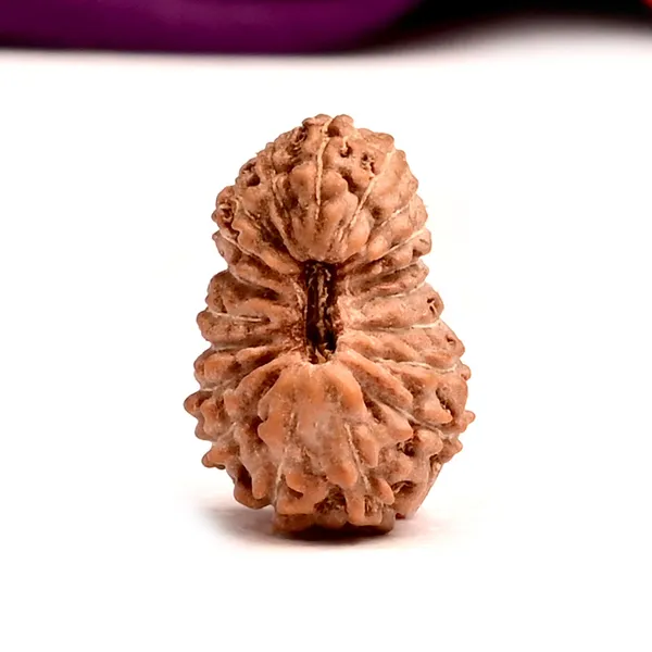 19_Mukhi_From_Java_Indonesia_Small_Cxxxv