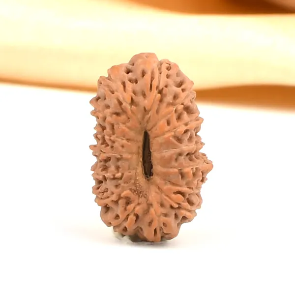 15_Mukhi_From_Java_Indonesia_Cxxxviii