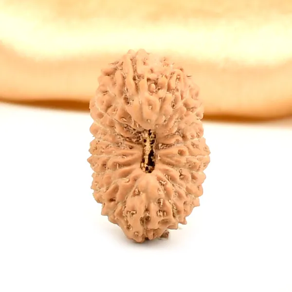 19_Mukhi_From_Java_Indonesia_Large_Lxxi