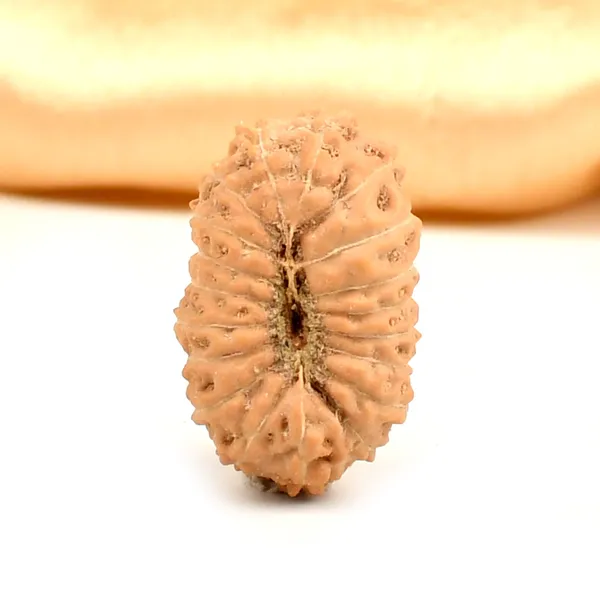 19_Mukhi_From_Java_Indonesia_Large_Lxxi