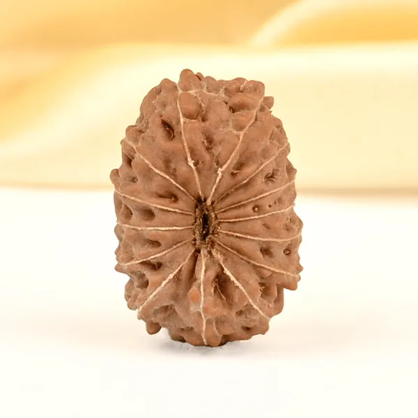 14_Mukhi_From_Java_Indonesia_Small_Cdxvi