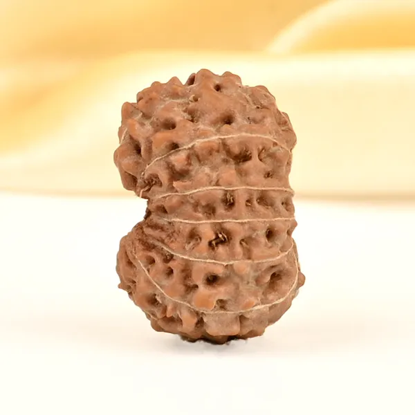 14_Mukhi_From_Java_Indonesia_Small_Cdxvi