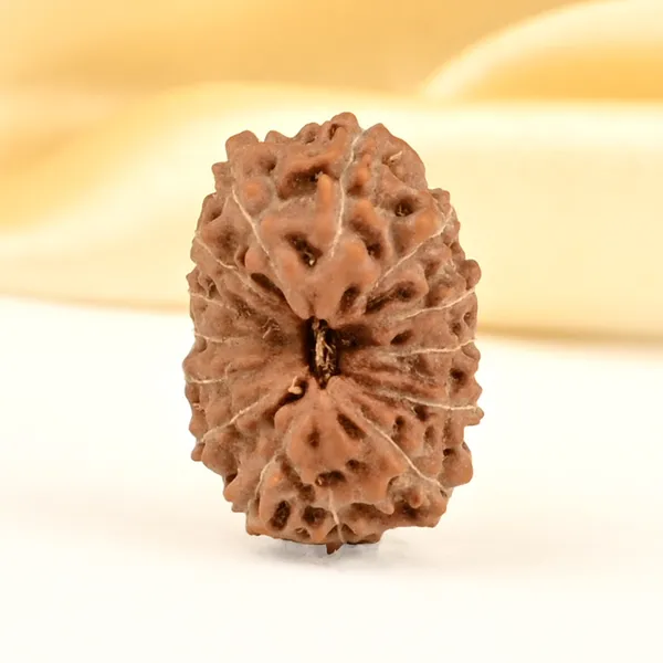 14_Mukhi_From_Java_Indonesia_Small_Cdxvi