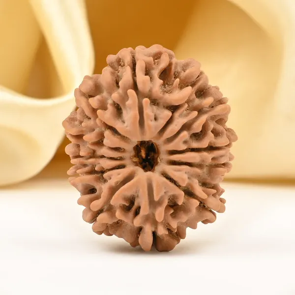12_Mukhi_From_Nepal_Small_Dii