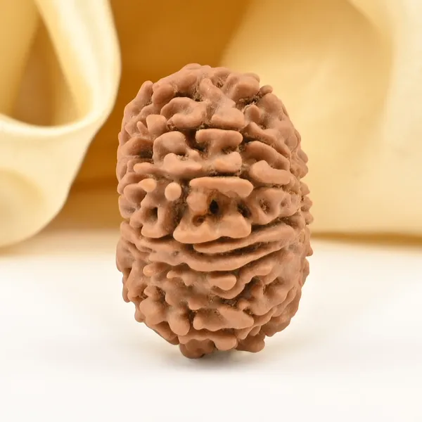 12_Mukhi_From_Nepal_Small_Dii