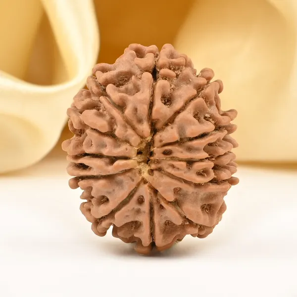 12_Mukhi_From_Nepal_Small_Dii