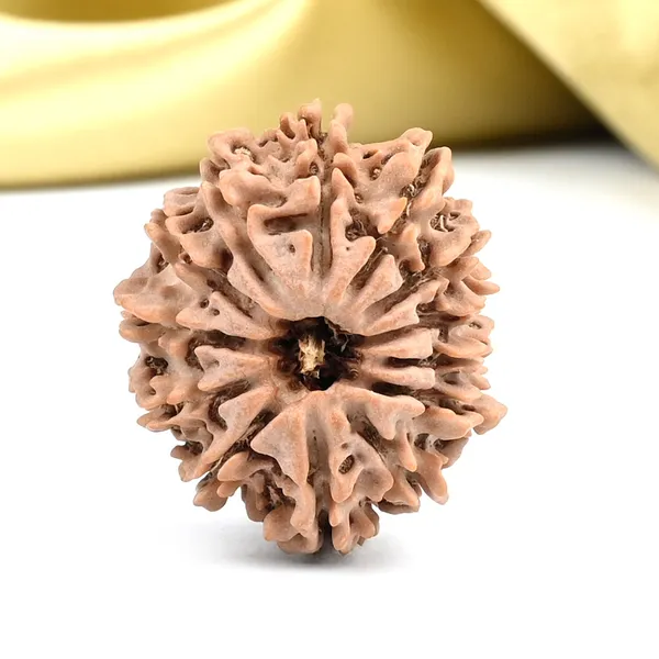 Techpandit_13_Mukhi_Nepal_Brown_Rudraksha_Bead