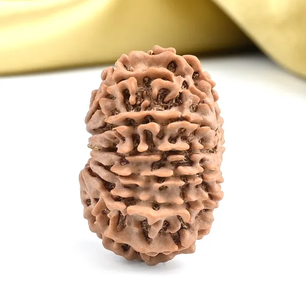 Techpandit_13_Mukhi_Nepal_Brown_Rudraksha_Bead
