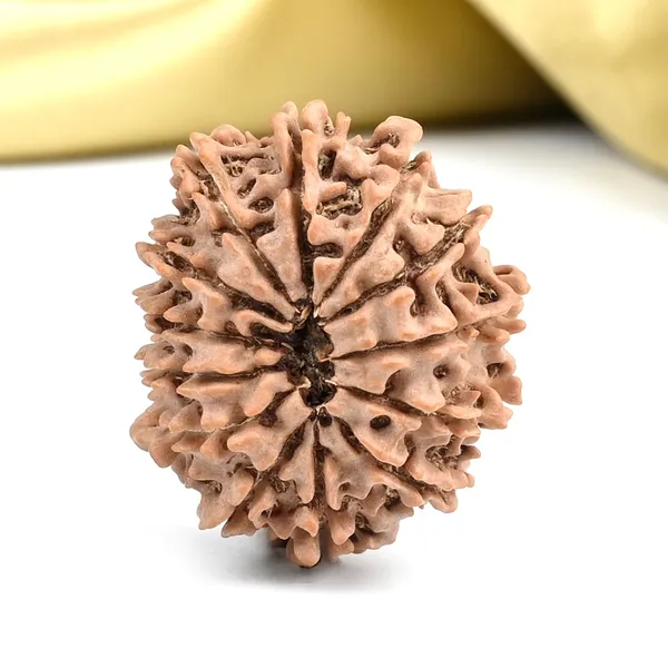 Techpandit_13_Mukhi_Nepal_Brown_Rudraksha_Bead