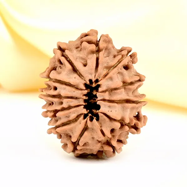 12_Mukhi_From_Nepal_Small_Cdlxxxix