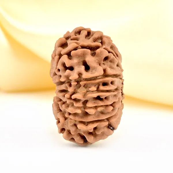 12_Mukhi_From_Nepal_Small_Cdlxxxix