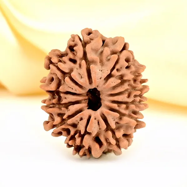 12_Mukhi_From_Nepal_Small_Cdlxxxix