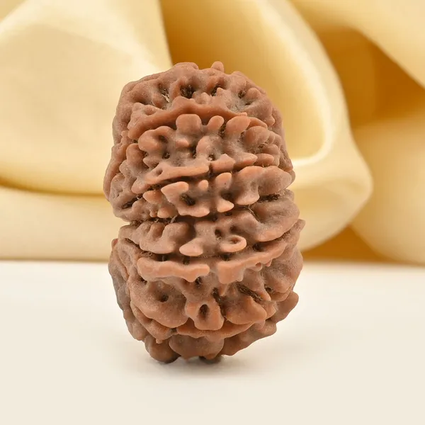 12_Mukhi_From_Nepal_Clxxxviii