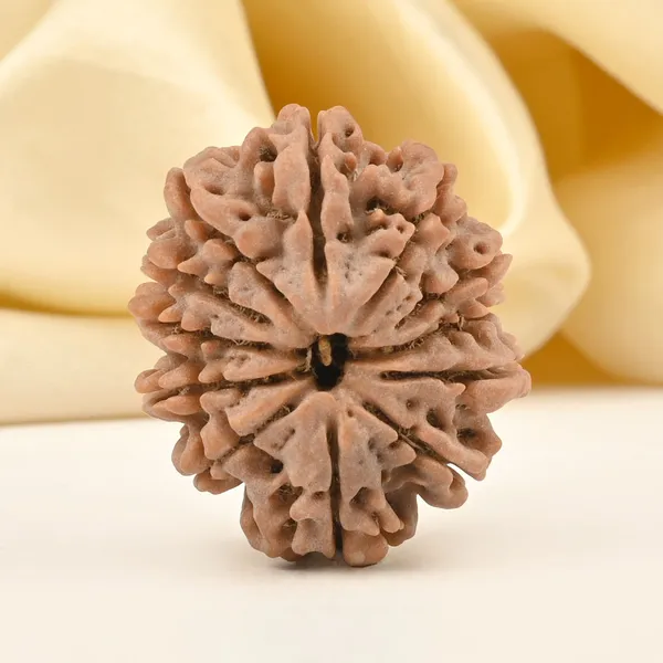 12_Mukhi_From_Nepal_Clxxxviii