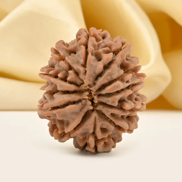 12_Mukhi_From_Nepal_Clxxxviii