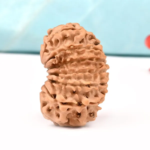 14_Mukhi_Rudraksha_Bead_From_Nepal