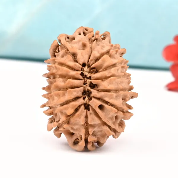 14_Mukhi_Rudraksha_Bead_From_Nepal