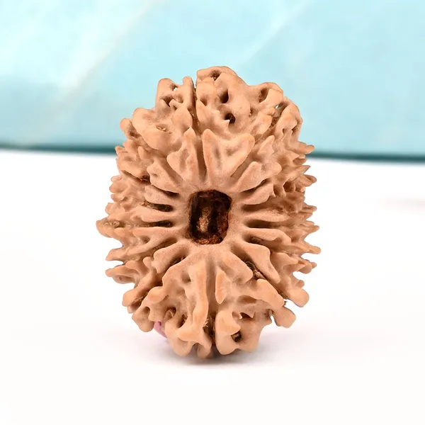 14_Mukhi_Rudraksha_Bead_From_Nepal