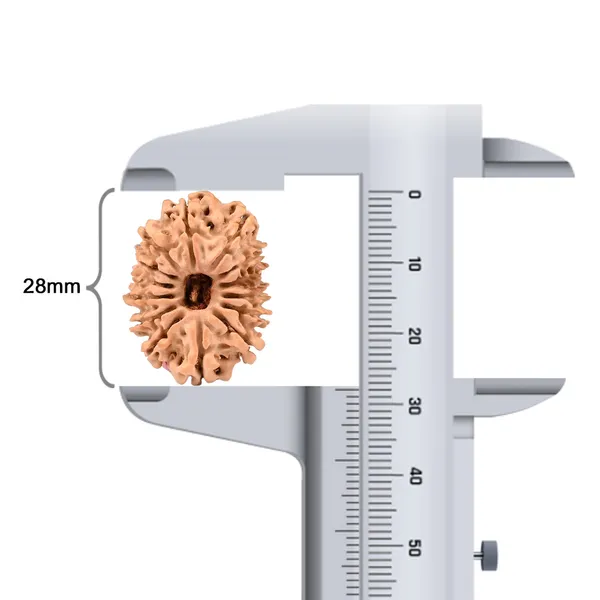 14_Mukhi_Rudraksha_Bead_From_Nepal