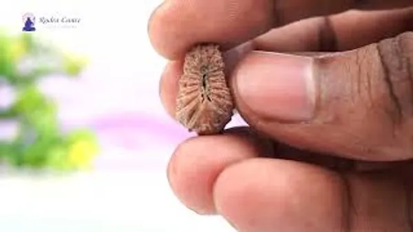 19_Mukhi_From_Java_Indonesia_Lxxx
