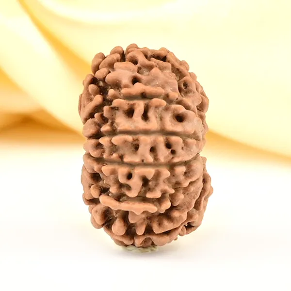 12_Mukhi_From_Nepal_Small_Cdliii