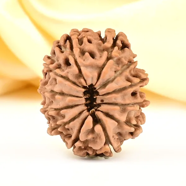 12_Mukhi_From_Nepal_Small_Cdliii