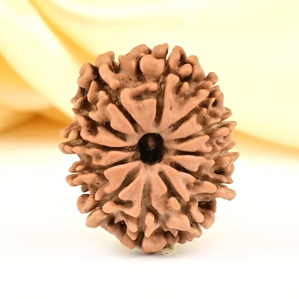 12_Mukhi_From_Nepal_Small_Cdliii