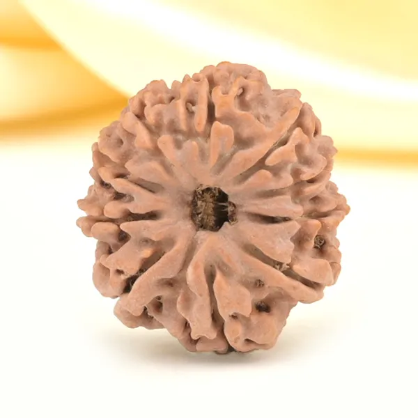 10_Mukhi_From_Nepal_Small_Cdlii
