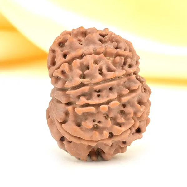 10_Mukhi_From_Nepal_Small_Cdlii