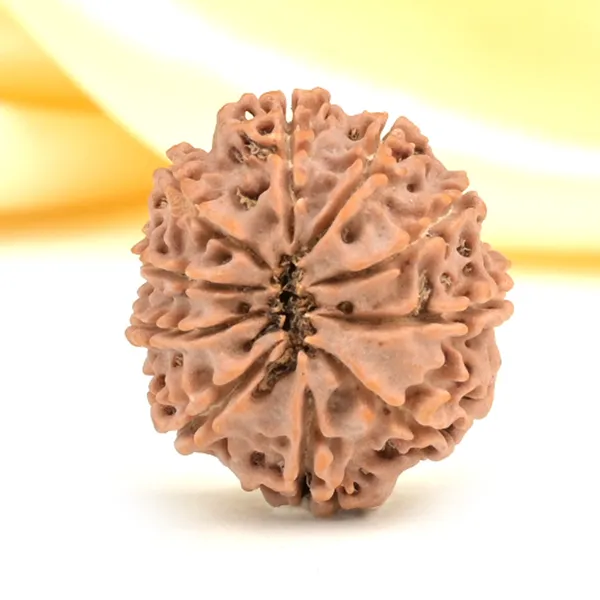 10_Mukhi_From_Nepal_Small_Cdlii