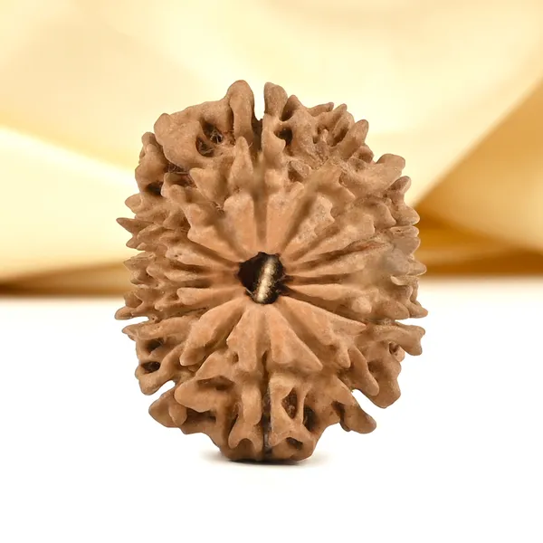 14_Mukhi_From_Nepal_Cclvii_Small