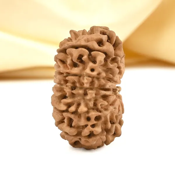 14_Mukhi_From_Nepal_Cclvii_Small