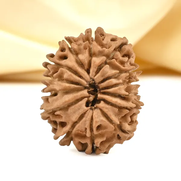 14_Mukhi_From_Nepal_Cclvii_Small