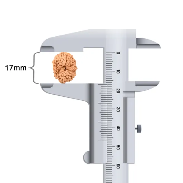 14_Mukhi_Rudraksha_Bead_Java_Indonesia