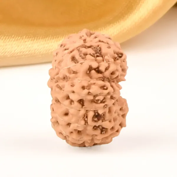 14_Mukhi_Rudraksha_Bead_Java_Indonesia